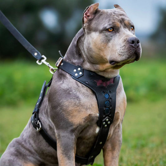 BATDOG Geschirr, mittlere Größe