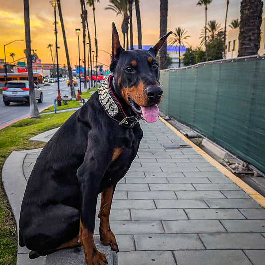 Das "Kennel" Halsband – personalisierbar !