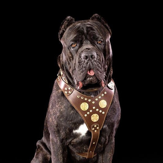 The "Maximus" brown harness - Bestia Collars