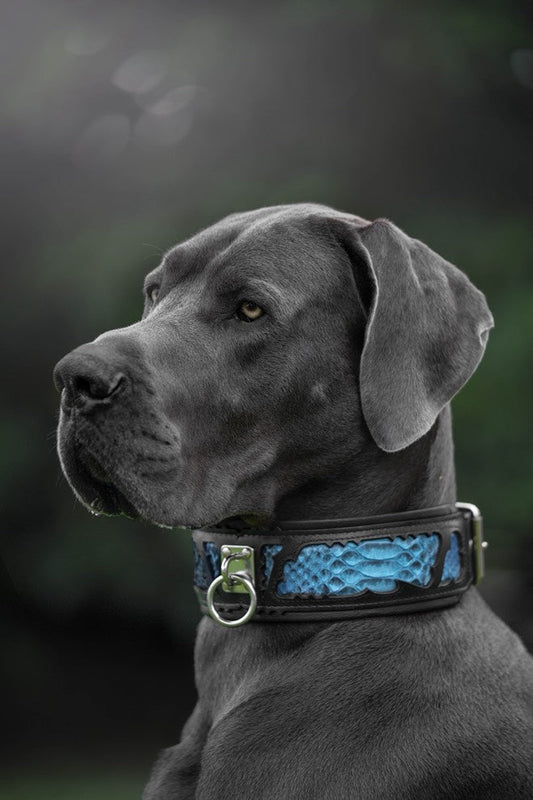 The ''Morelia Python'' leash - Bestia Collars