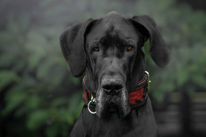 Das ''Red Dragon'' Halsband