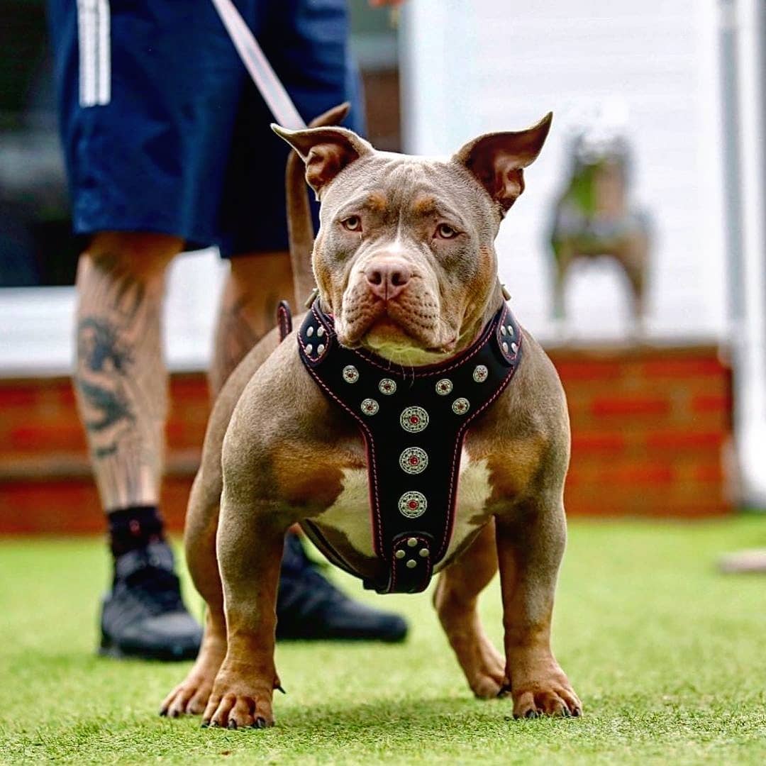 ''Bijou'' Geschirr Schwarz & Pink for big dogs