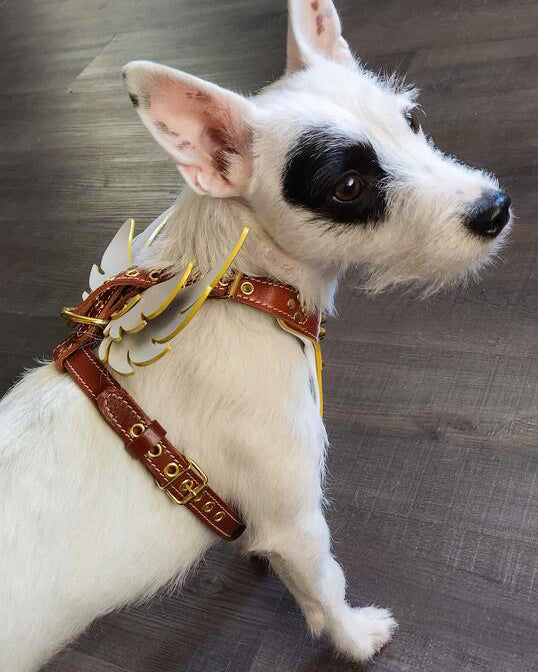 Das Ledergeschirr „Hermeses“ – kleine bis mittlere Größe