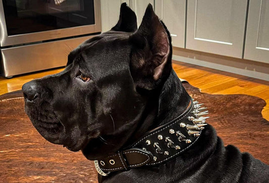 Big Boy Halsband – Für die ganz Großen