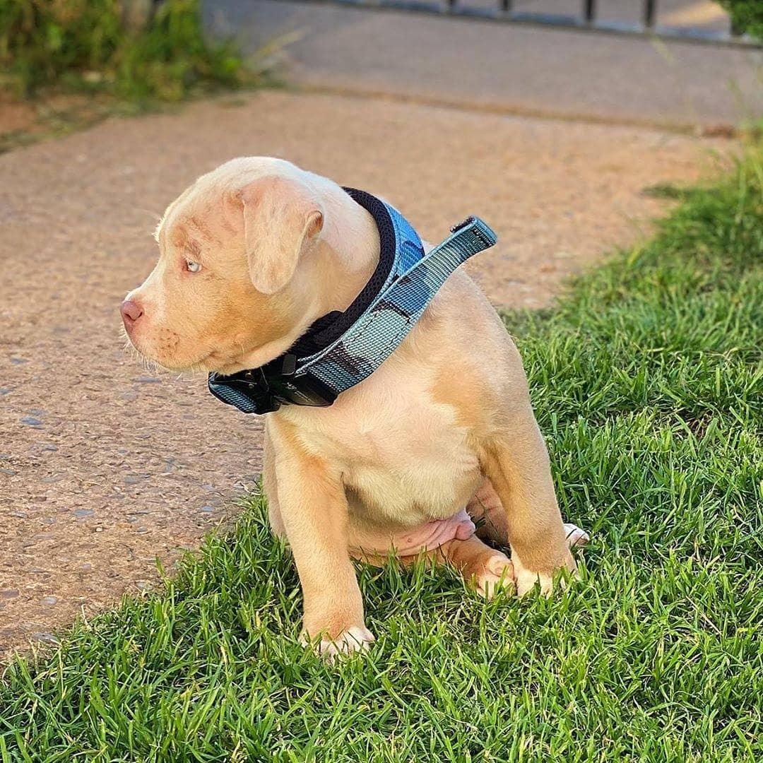 BESTIA DOG SPORT FAST RELEASE COLLAR BLUE Training gear