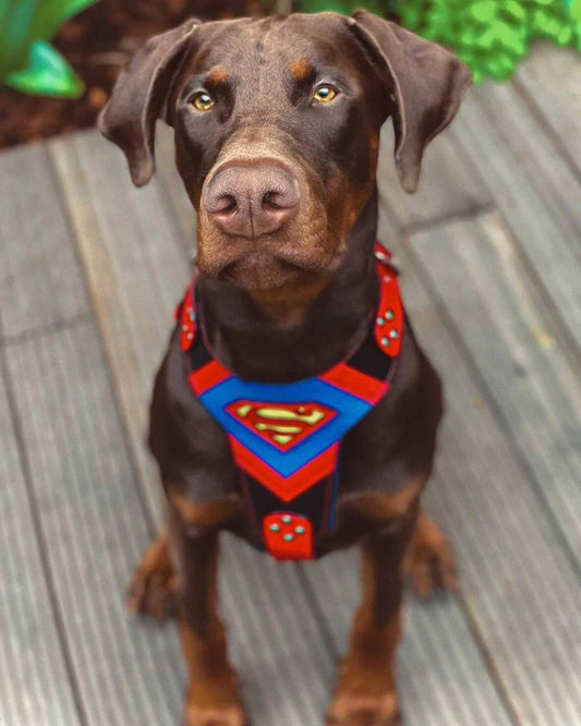 Superdog Geschirr