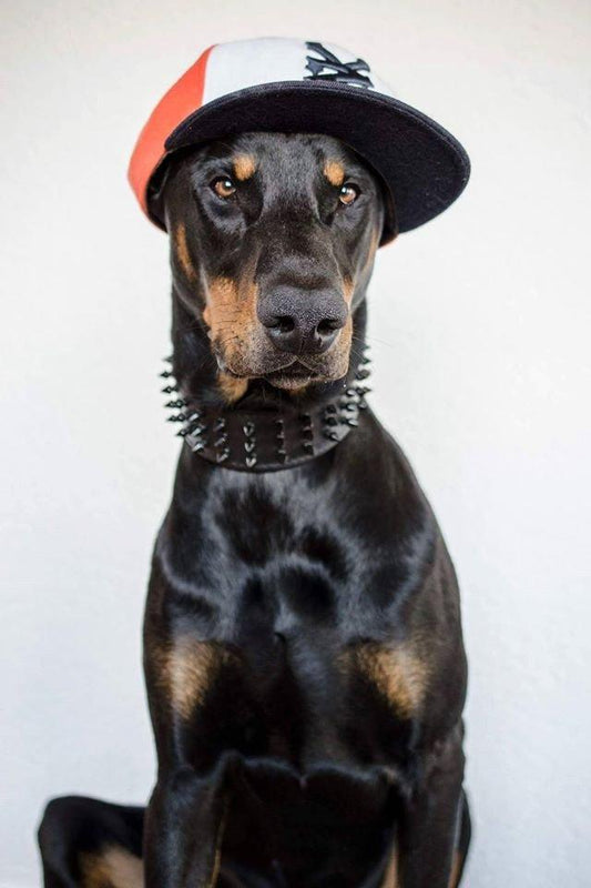 ''Black Giant'' collar Collars