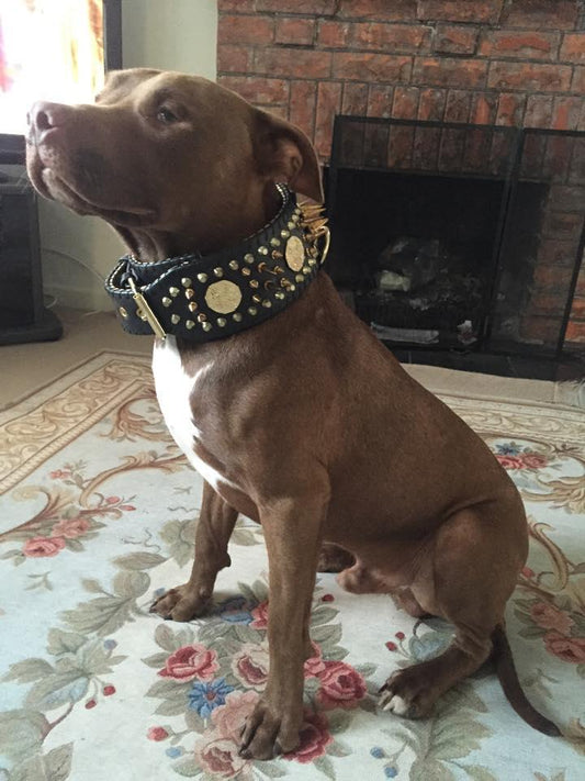 ''Imperium'' hand stitched 8 cm wide show collar Collars