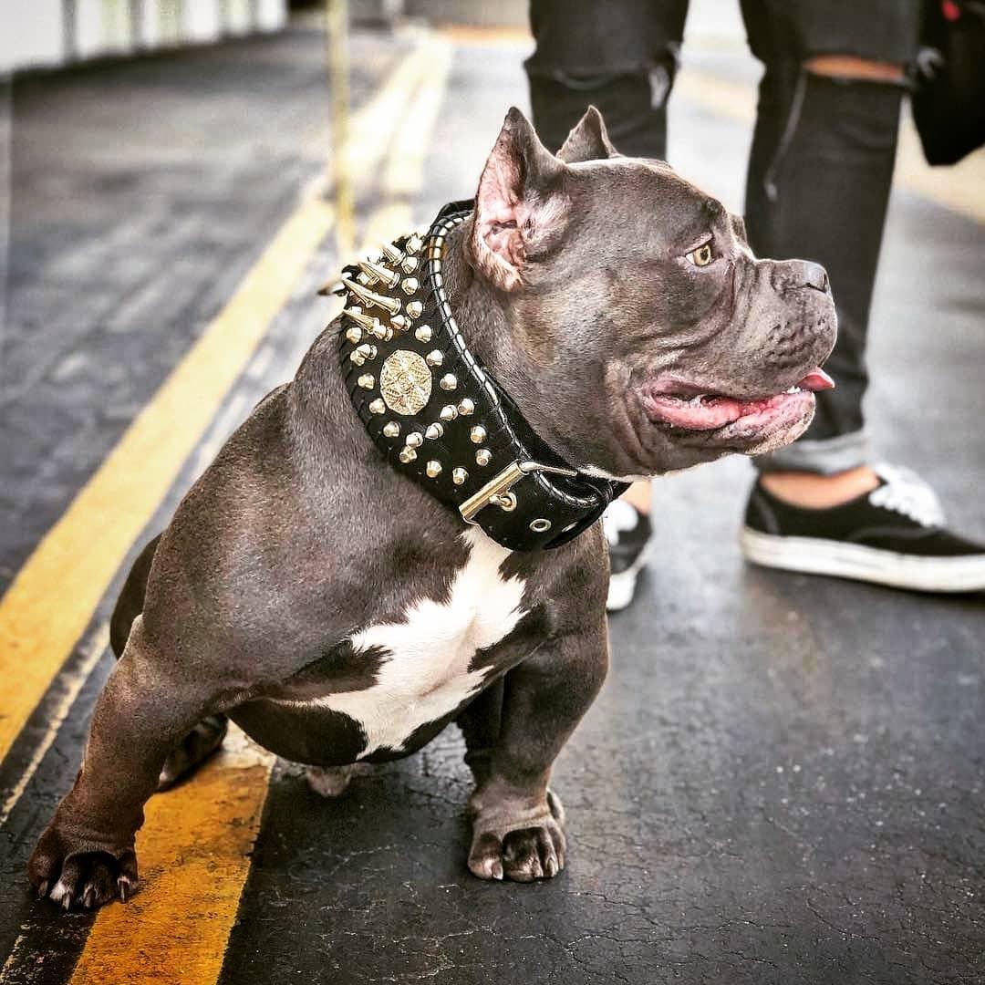 ''Imperium'' hand stitched 8 cm wide show collar Collars