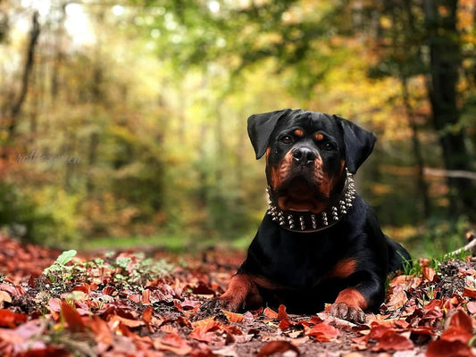 The "Gold Giant" Halsband