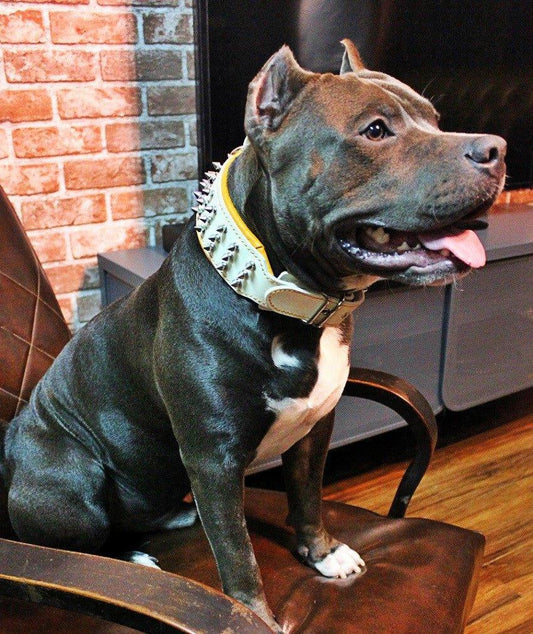 "Silver Giant" collar White Collars