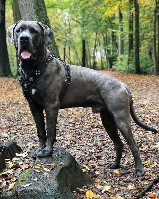 The "Aztec" BLACK harness Harnesses