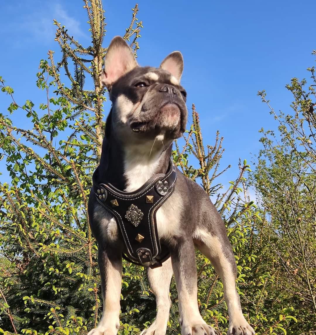 The ''Aztec'' harness Black Small to Medium Size Harnesses