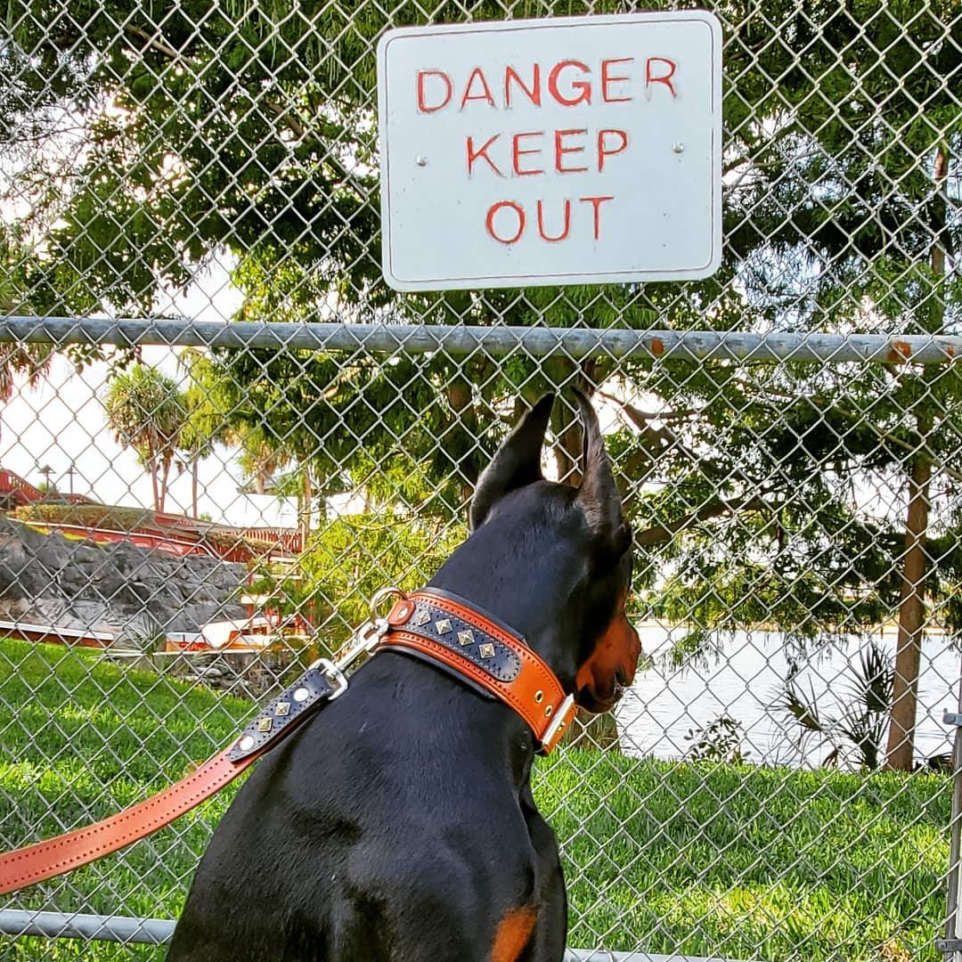 The „Balteus“ brown collar Collars