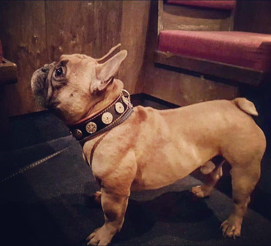 The "Bijou" collar orange Collars