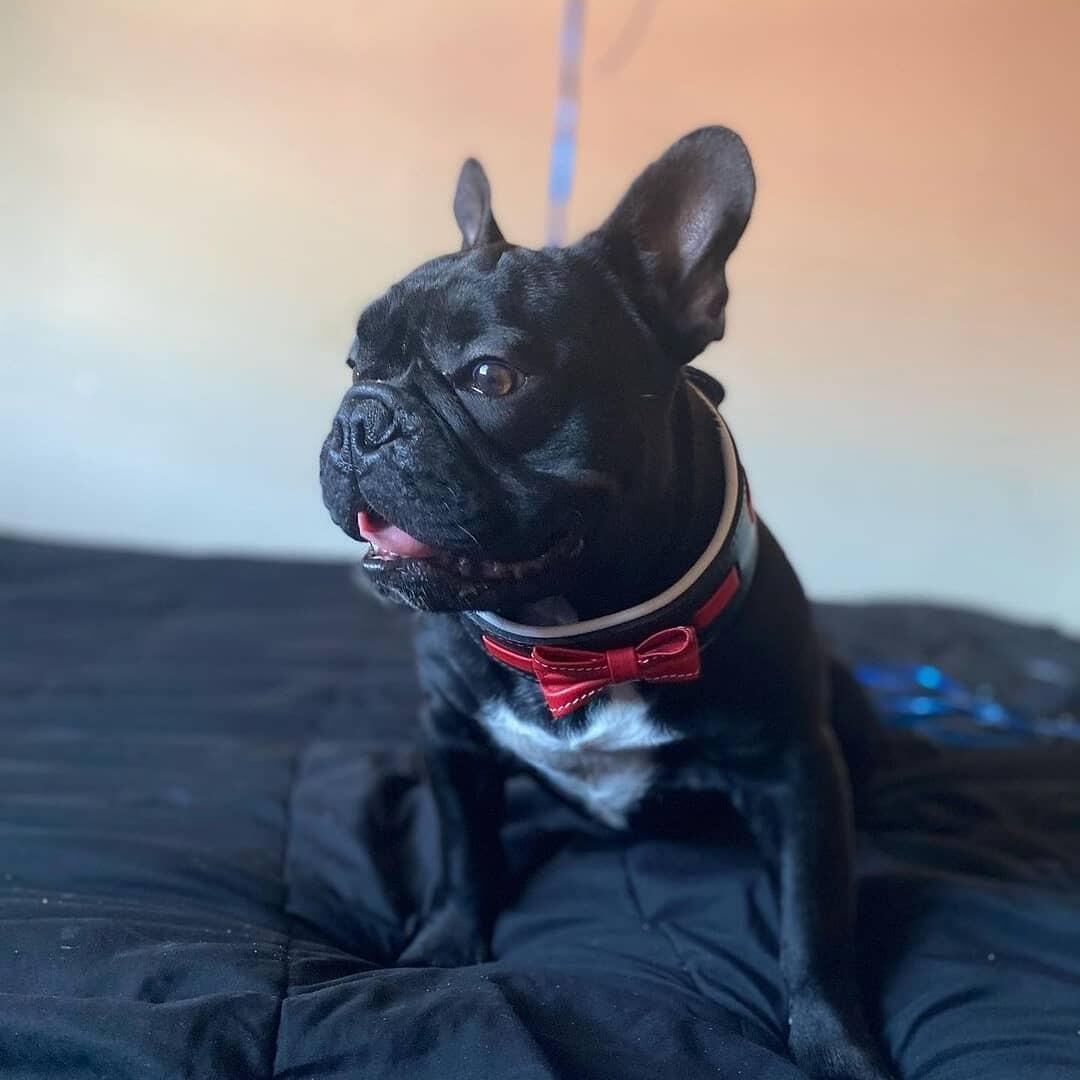 The "Bowtie" collar black Collars