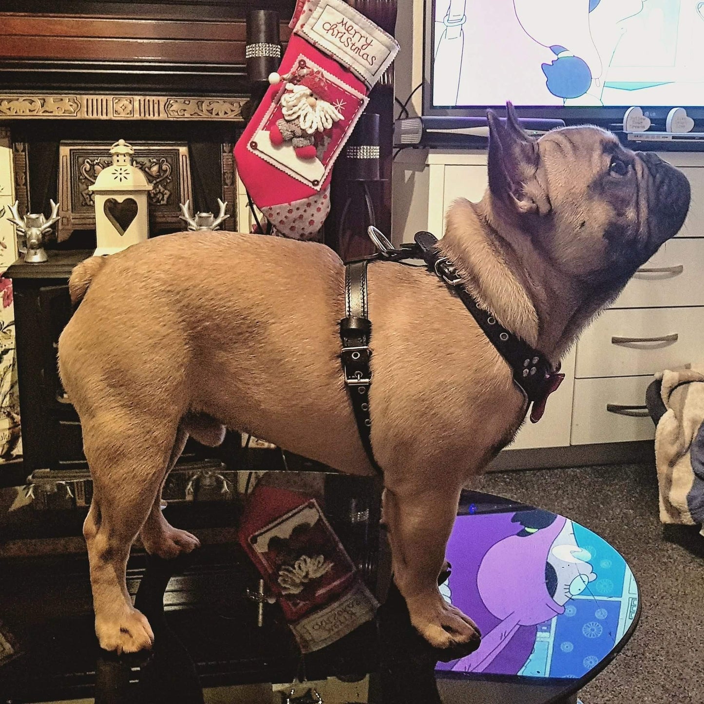 The "Bowtie" leather harness brown Small to Medium Size Harnesses