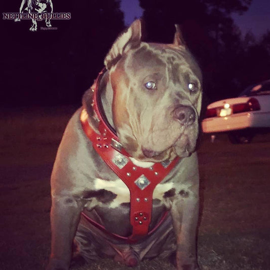 The "Eros" harness RED Harnesses