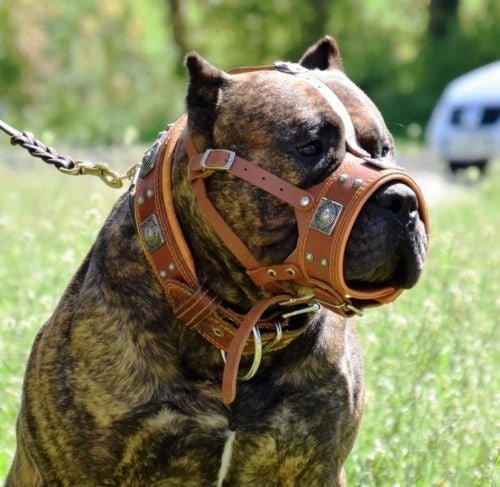 The "Eros" muzzle brown Muzzles