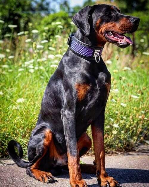 The „Hexagon“ LIMITED collar exclusive design Limited Collars