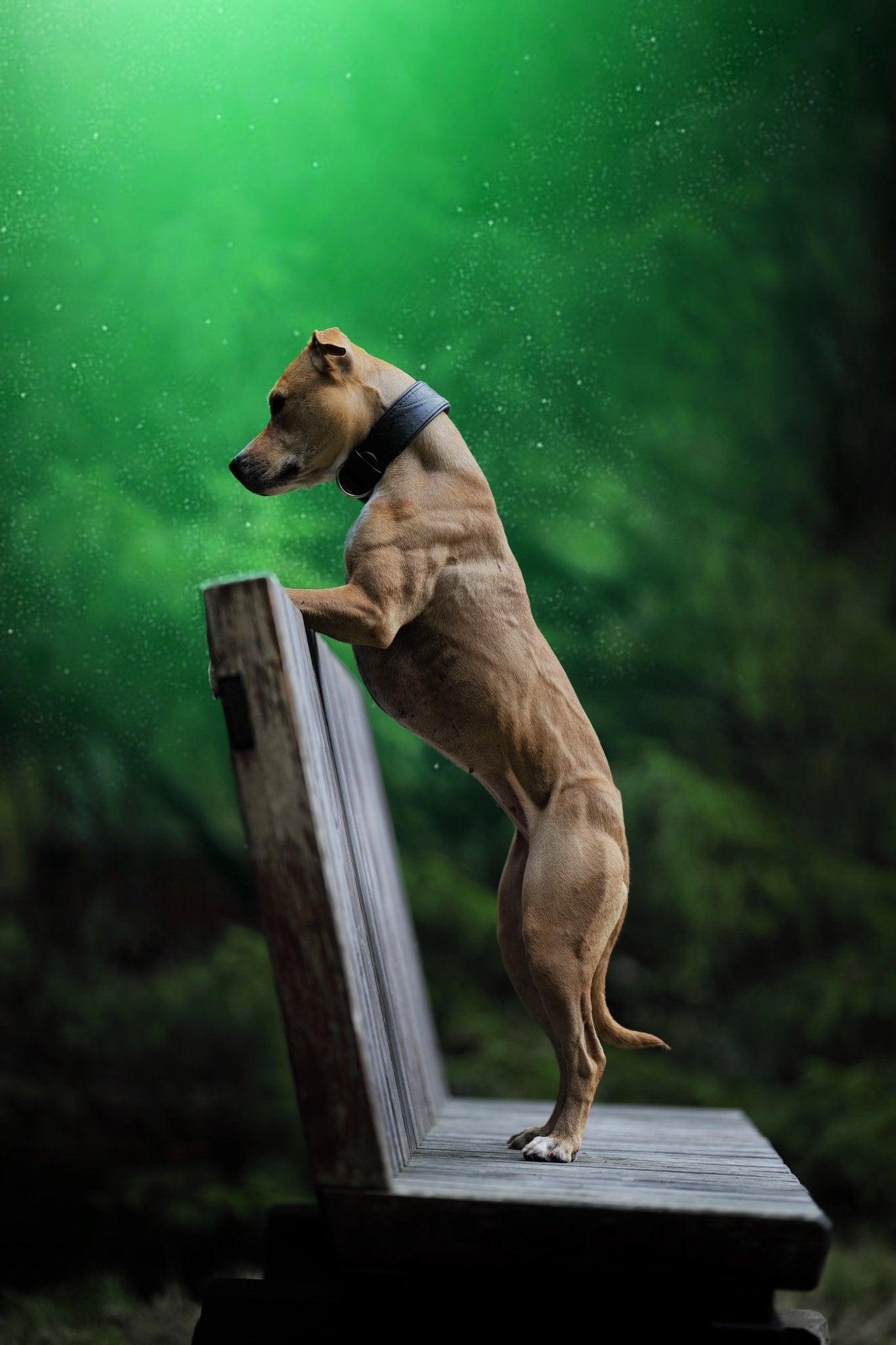 The „Korona“ collar BLACK EDITION Collars