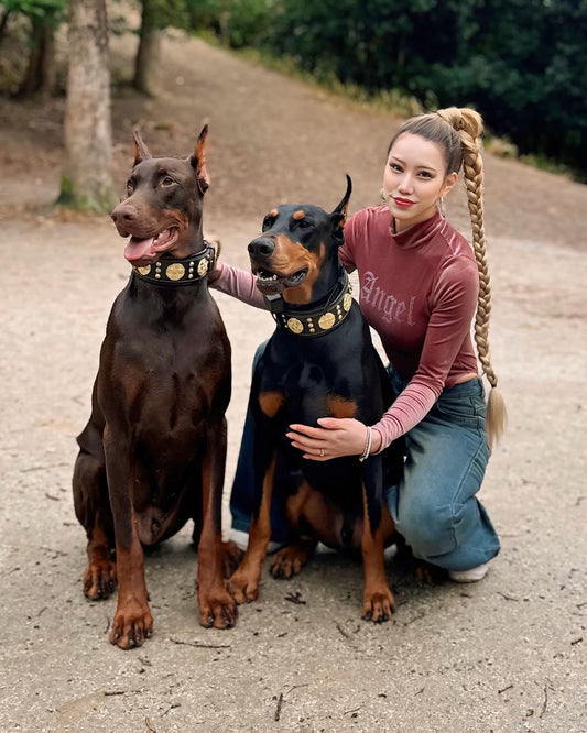 The "Maximus" collar 2.5 inch wide black & gold Collars