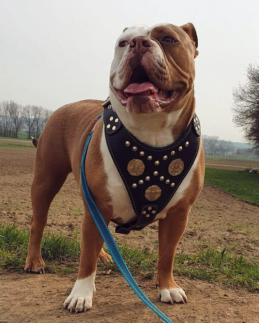 The "Maximus" harness black & gold Harnesses