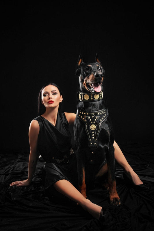 The "Maximus" harness V2 Harnesses