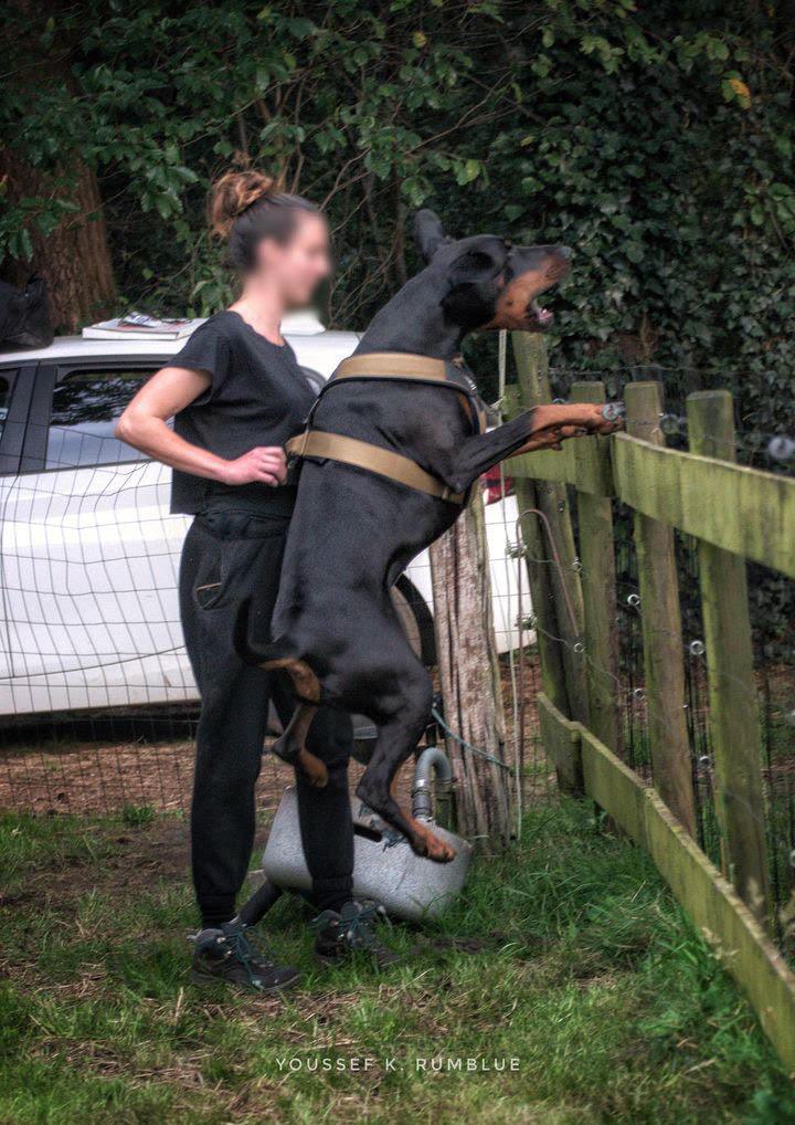 BESTIA DOG SPORT GripPro Heavy Duty Geschirr