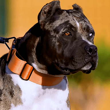 Bestia Dog Sport GripPro Handle Halsband