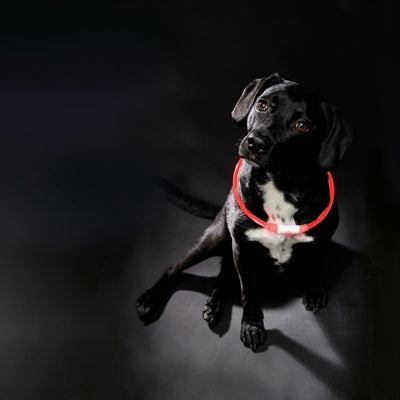 Trixie Leuchtkragen Usb Blitzlicht Wiederaufladbar Tpu Rot