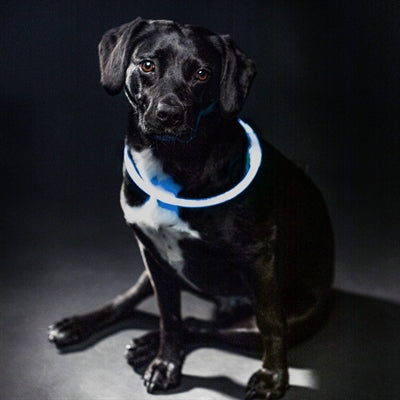 Trixie Leuchtkragen Usb Blitzlicht Wiederaufladbar Tpu Blau