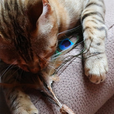 Croci Euphorie Katze Rute Matatabi Pfauenfeder