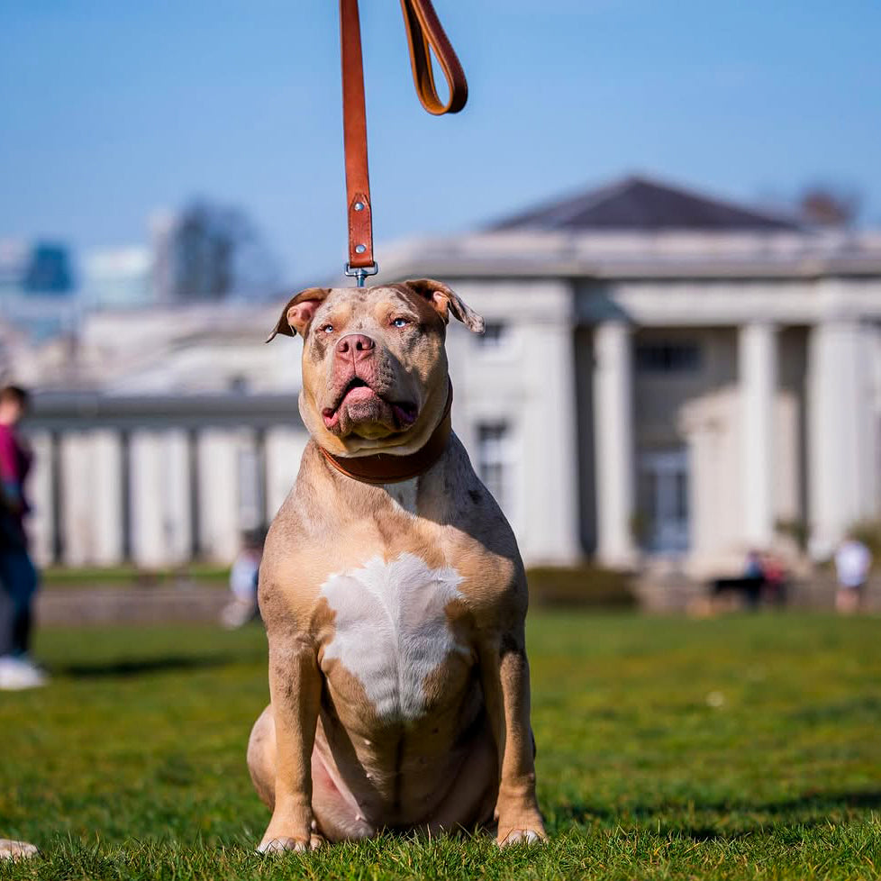 Plain "Style" Halsband brown