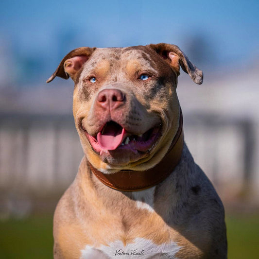 Plain "Style" Halsband brown
