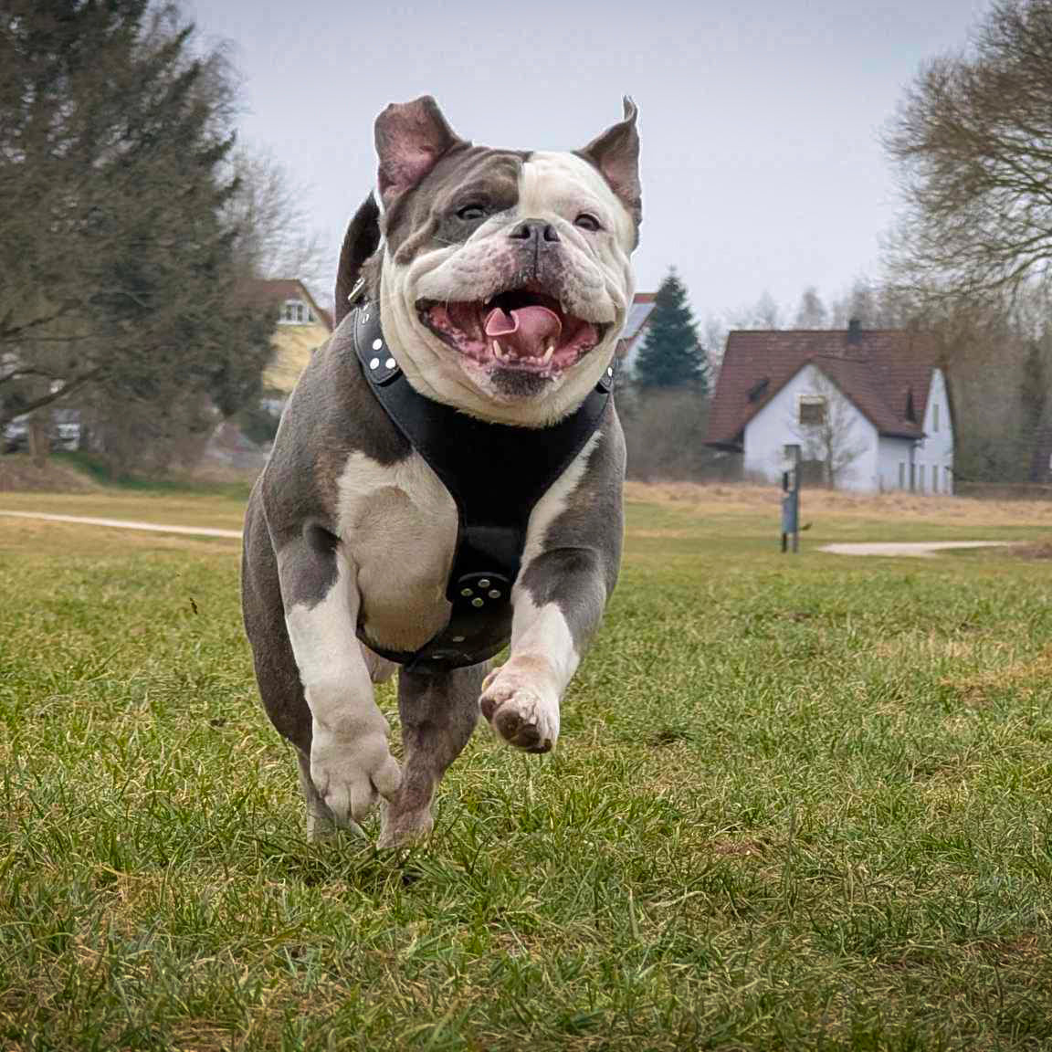 The ''Style'' harness Black - Bestia Collars