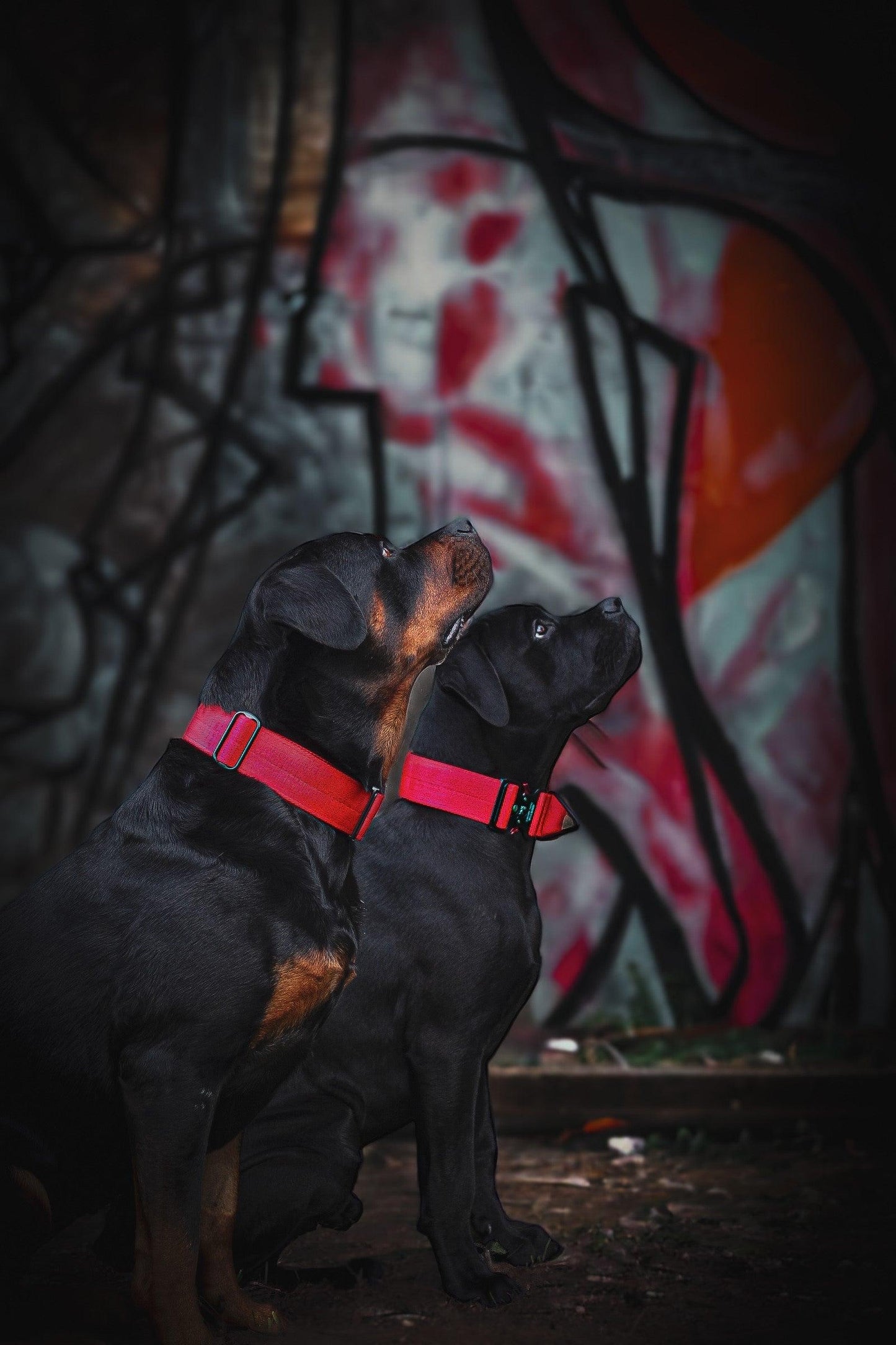 Bestia Dog Sport GripPro Handle Halsband