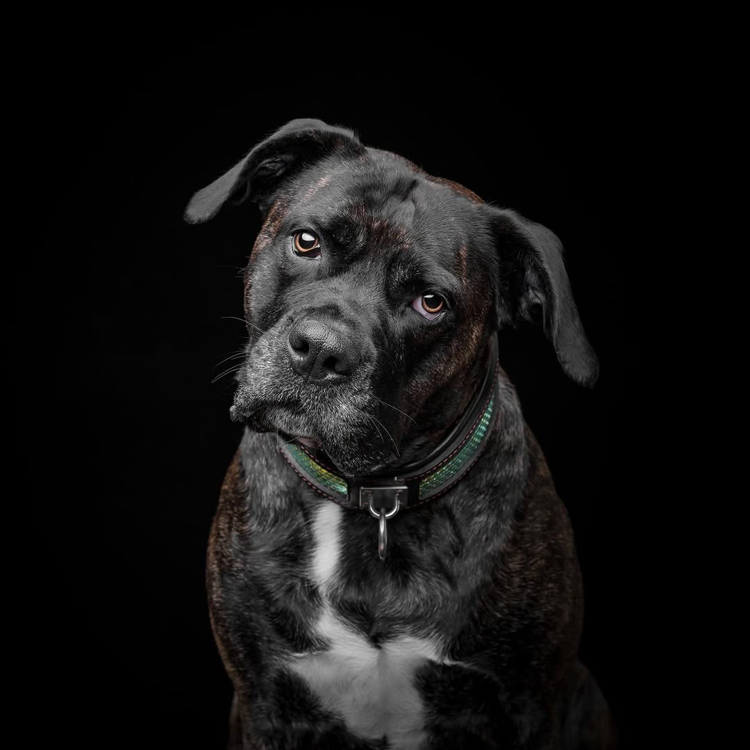 The „D`Albertis“ collar - Bestia Collars