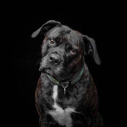 The „D`Albertis“ collar - Bestia Collars