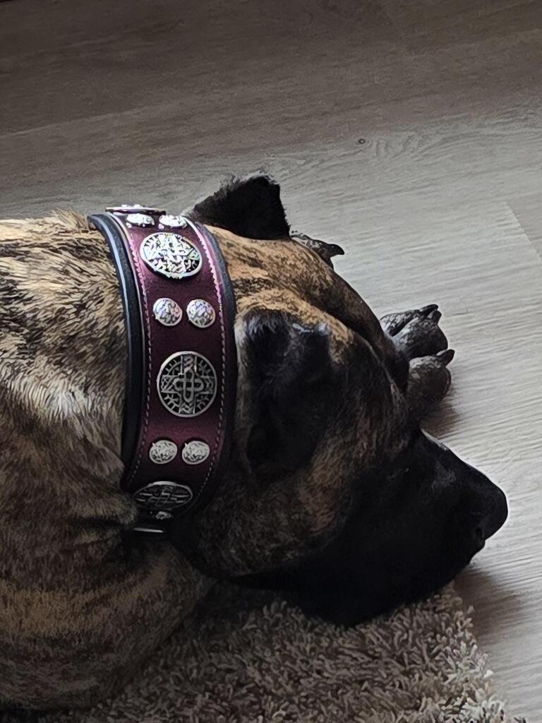 Halsband „Hektor“ – Burgundy Hundehalsband LIMITED Edition