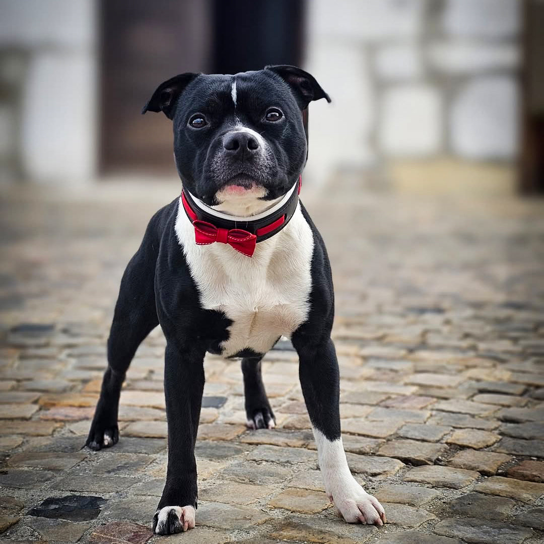 The "Bowtie" collar black - Bestia Collars