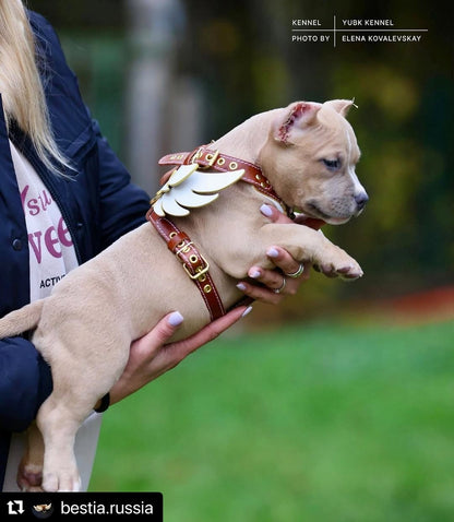 Das Ledergeschirr „Hermeses“ – kleine bis mittlere Größe