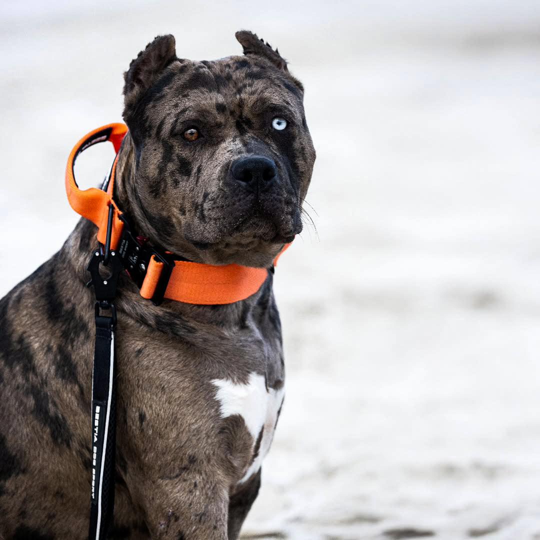 Bestia Dog Sport GripPro Handle Halsband