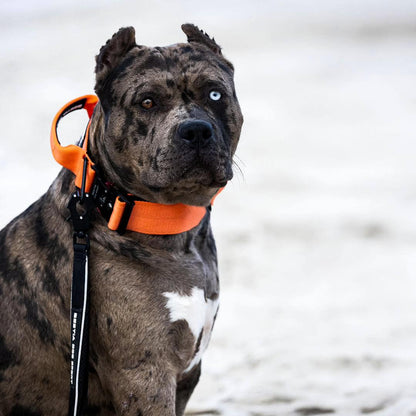 Bestia Dog Sport GripPro Handle Halsband