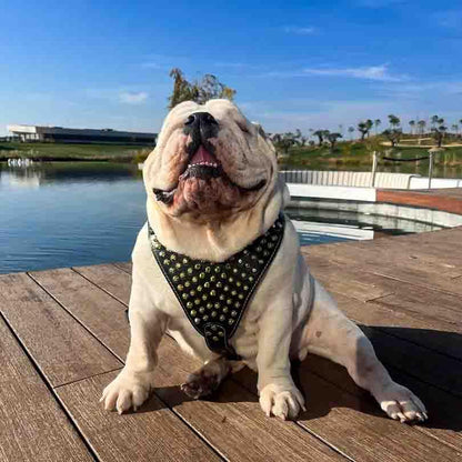 The "Gladiator" harness Gold/Silver - Bestia Collars