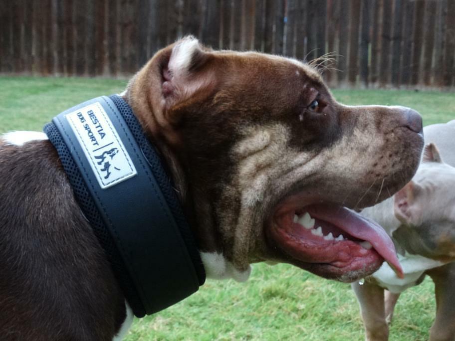 BESTIA DOG SPORT COLLAR Training gear