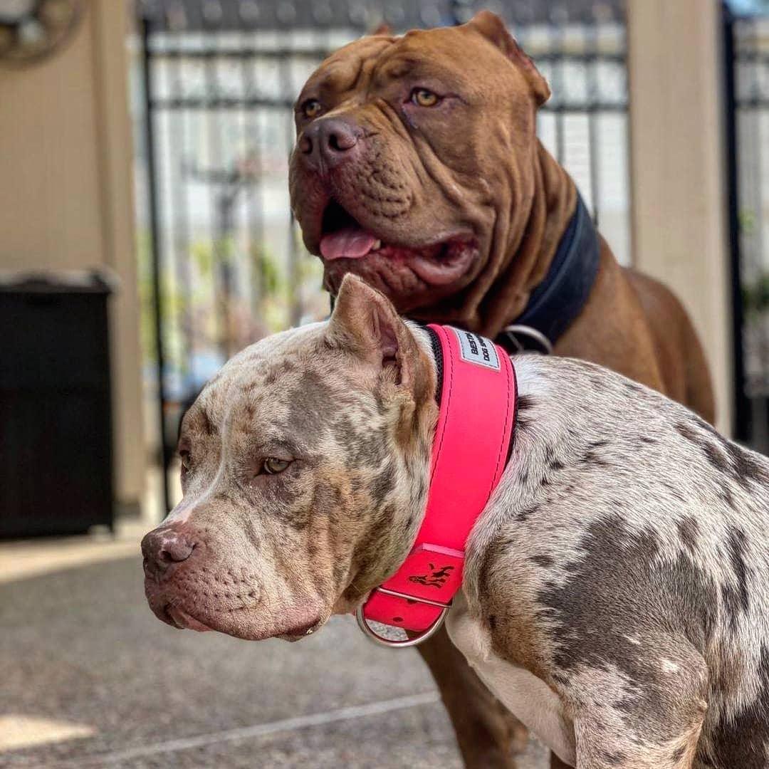 BESTIA DOG SPORT COLLAR NEON PINK Training gear