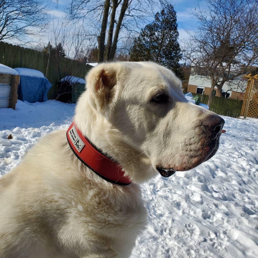 BESTIA DOG SPORT COLLAR RED Training gear