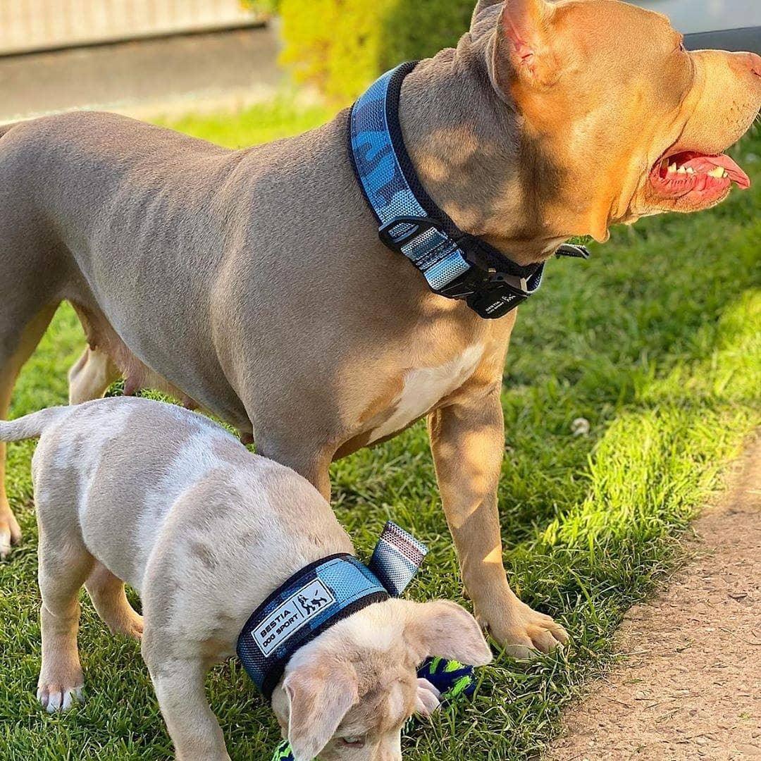 BESTIA DOG SPORT FAST RELEASE COLLAR BLUE Training gear