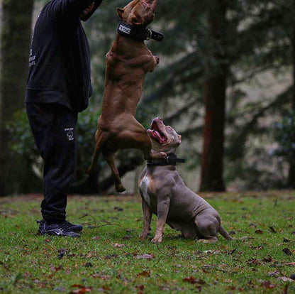 BESTIA DOG SPORT HANDLE COLLAR Training gear